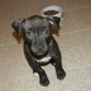 Silka (2 meses)